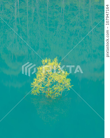 Akita_Spectacular scenery of submerged forest seen at Lake Akifan Akita_Spectacular scenery of submerged forest seen at Lake Akifan 107947164