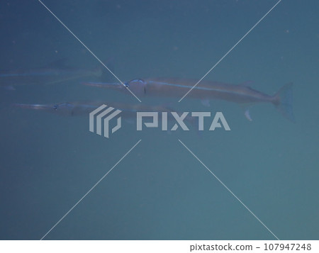 藍色大海中游泳的尖魚,針魚科(Strongylura anastomella)的成員 藍色大海中游泳的尖魚,針魚科(Strongylura anastomella)的成員 107947248