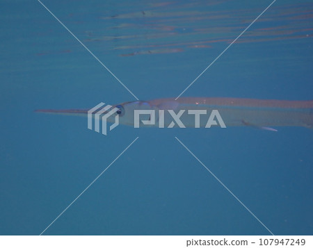 藍色大海中游泳的尖魚,針魚科(Strongylura anastomella)的成員 藍色大海中游泳的尖魚,針魚科(Strongylura anastomella)的成員 107947249