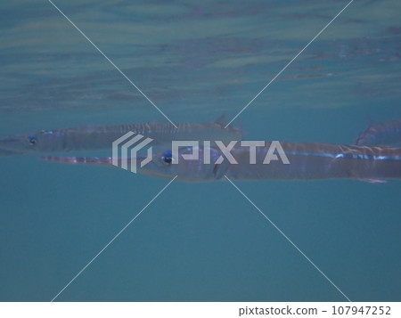 藍色大海中游泳的尖魚，針魚科（Strongylura anastomella）的成員 107947252