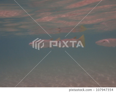 Ellochelon vaigiensis, a fish that swims close to the ocean surface Ellochelon vaigiensis, a fish that swims close to the ocean surface 107947354