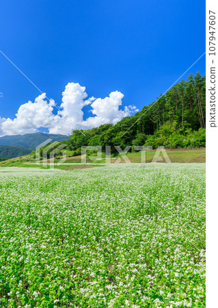 Nagano_ Spectacular scenery of buckwheat flowers blooming in the clear autumn sky Nagano_ Spectacular scenery of buckwheat flowers blooming in the clear autumn sky 107947607