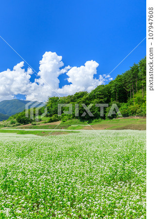 Nagano_ Spectacular scenery of buckwheat flowers blooming in the clear autumn sky Nagano_ Spectacular scenery of buckwheat flowers blooming in the clear autumn sky 107947608