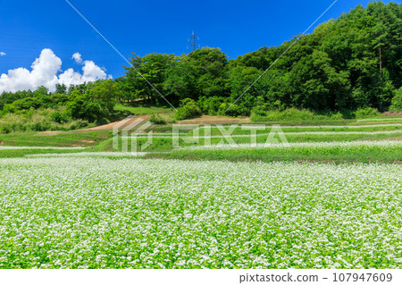 長野_秋日晴朗的天空中盛開的蕎麥花的壯麗景色 長野_秋日晴朗的天空中盛開的蕎麥花的壯麗景色 107947609