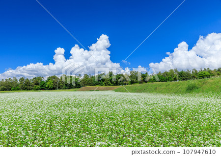 長野_秋日晴朗的天空中盛開的蕎麥花的壯麗景色 長野_秋日晴朗的天空中盛開的蕎麥花的壯麗景色 107947610