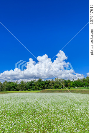 Nagano_ Spectacular scenery of buckwheat flowers blooming in the clear autumn sky 107947613