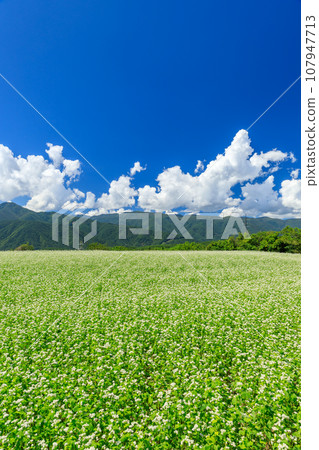 Nagano_ Spectacular scenery of buckwheat flowers blooming in the clear autumn sky Nagano_ Spectacular scenery of buckwheat flowers blooming in the clear autumn sky 107947713