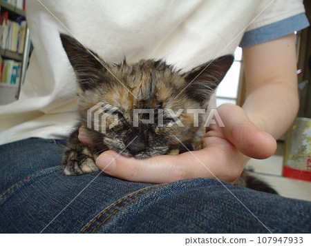 Kitten sucking on owner's finger Kitten sucking on owner's finger 107947933