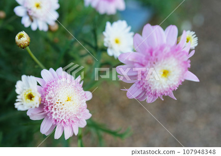 瑪格麗特特寫 107948348