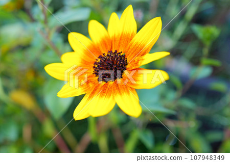 黃色向日葵關閉 107948349