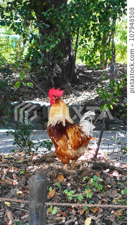 Sacred chicken of Atsuta Shrine Sacred chicken of Atsuta Shrine 107948508