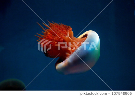 漂浮在水族館裡的備前水母 107948906