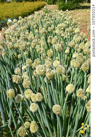 植物：蔥，石蒜科，埼玉縣川口市 107950314