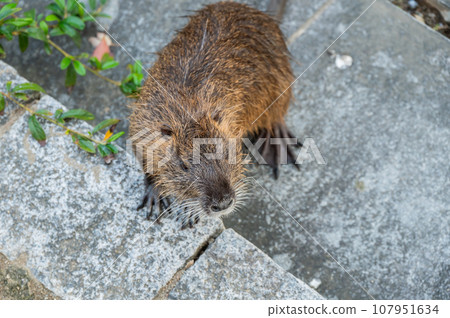 Nutria Nutria 107951634