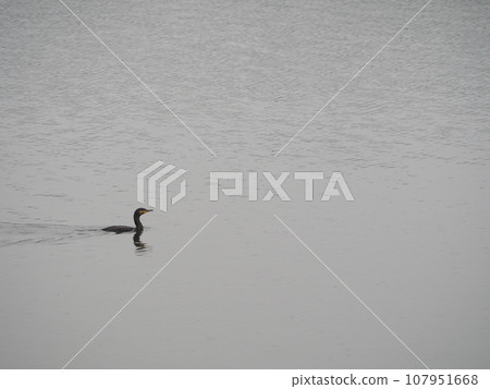 Cormorant swimming at a feeding ground in Arakawa Cormorant swimming at a feeding ground in Arakawa 107951668