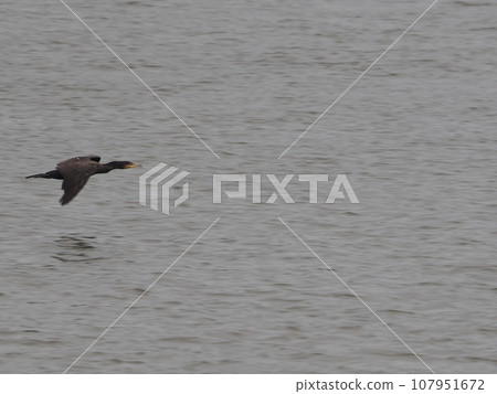 A cormorant flying low over the Arakawa River 107951672