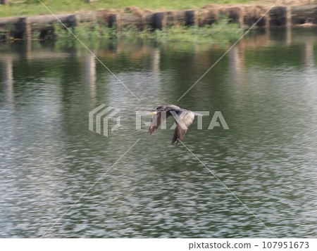 從川口市荒川體育公園的船池起飛的鸕鶿 107951673