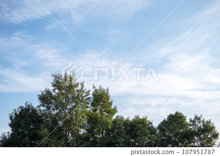 秋天清爽樹木藍天背景圖片 秋天清爽樹木藍天背景圖片 107951787