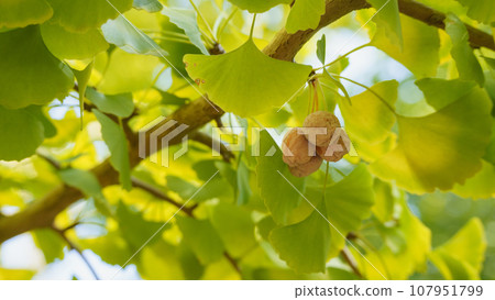 Ginkgo noodles Ginkgo noodles 107951799