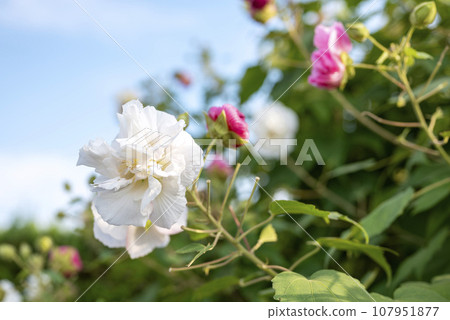 純白醉酒芙蓉圖片 純白醉酒芙蓉圖片 107951877
