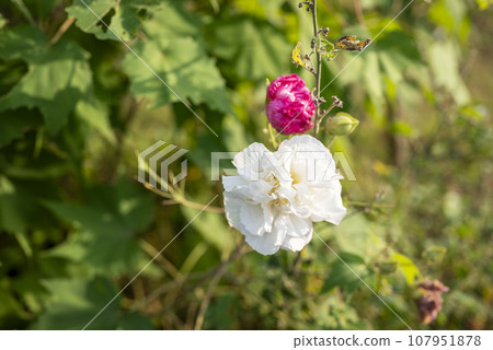 純白醉酒芙蓉圖片 純白醉酒芙蓉圖片 107951878