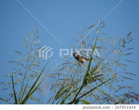 一隻麻雀正在啄食荒川河畔生長的高粱樹 107951934