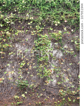 藤蔓牆 藤蔓牆 107951944