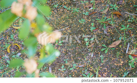 桂花 | 落花瓣 桂花 | 落花瓣 107952071