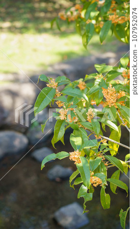 Flower of Kinmokusei Flower of Kinmokusei 107952074