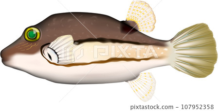 Kitamakura fish illustration Kitamakura fish illustration 107952358