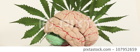 Detailed human brain model and fresh leaves of cannabis 107952659