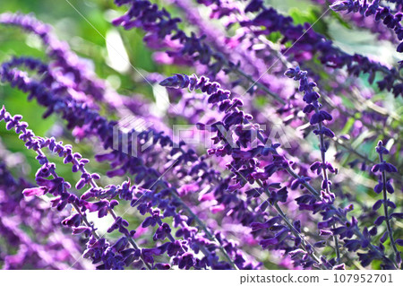 Salvia Leukansa 107952701