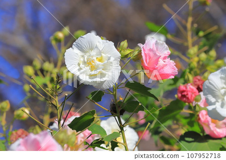 Suifuyo (Suifuyo) in the process of changing color from white to pink 107952718