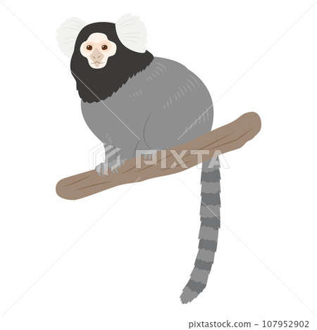 Illustration of common marmoset Illustration of common marmoset 107952902