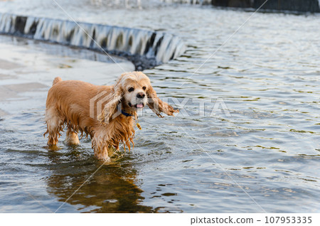 An American Cocker Spaniel bathes in the park. 107953335