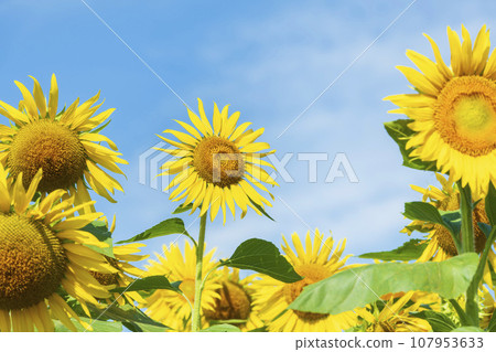 Sunflowers in full bloom stretching toward the sun 107953633