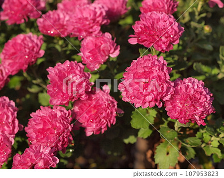 紅色噴霧菊花 107953823