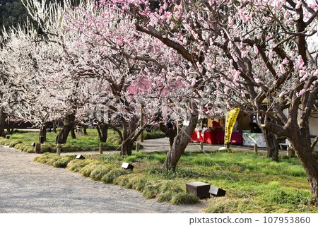Mito City Kairakuen Excursion Route and plum blossoms in full bloom Mito City Kairakuen Excursion Route and plum blossoms in full bloom 107953860