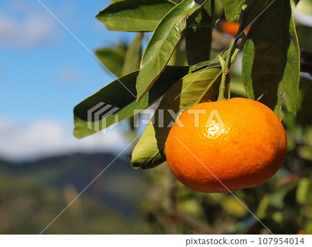青島柑橘生態照片 107954014