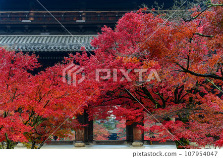 Autumn leaves at Nanzenji Sanmon Gate_8058 107954047