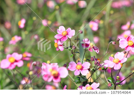 Pink Japanese anemone 107954064