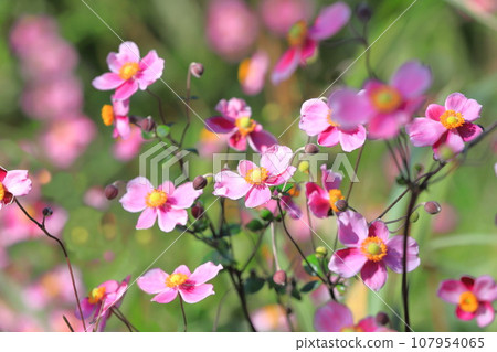 Pink Japanese anemone 107954065