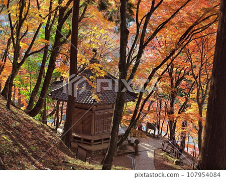 Autumn leaves of maple leaves in Korankei 107954084