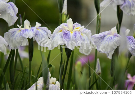 Iris Iris 107954105