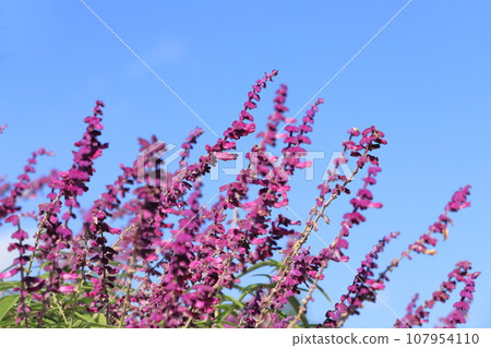 Purple amethyst sage (Mexican bush sage) 107954110