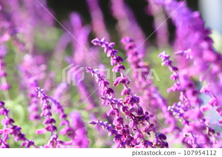 Purple amethyst sage (Mexican bush sage) Purple amethyst sage (Mexican bush sage) 107954112