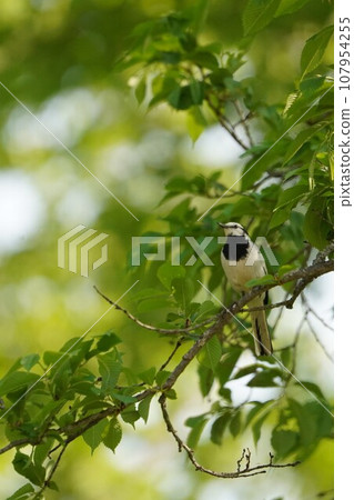 White wagtail perching on a tree branch 107954255