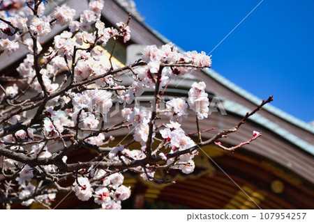 Yushima Tenjin Plum Festival (Bunkyo Ward, Tokyo) Yushima Tenjin Plum Festival (Bunkyo Ward, Tokyo) 107954257