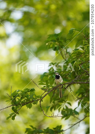White wagtail perching on a tree branch White wagtail perching on a tree branch 107954280