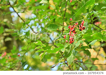 Now is the best time to see the gonzui fruit. Now is the best time to see the gonzui fruit. 107954374